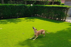 Een hond die springt achter zijn bal in de achtertuin die is aangelegd met kunstgras door het kunstgrascentrum.