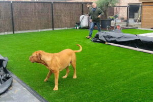 Een werkman is bezig met het stofzuigen van het kunstgras en de hond wou al eens wandelen op het kunstgras.
