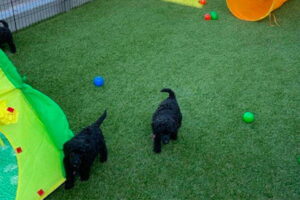 Twee kleine honden die aan het spelen zijn op het kunstgras aangelegd door het kunstgrascentrum.