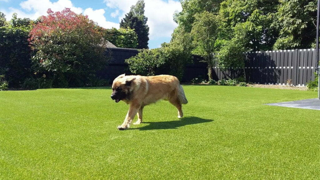Honden op Royal Grass® Lush