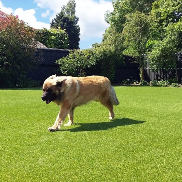 Honden op Royal Grass® Lush