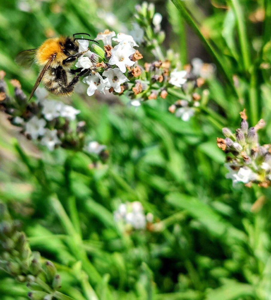 Zoemende bijtjes in de kijktuin te Oostende
