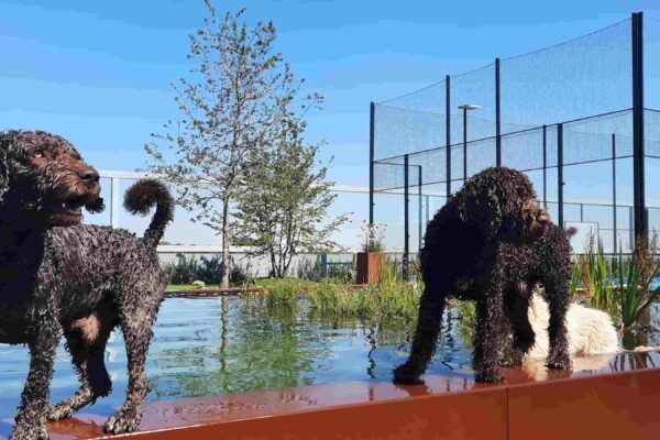 Spelende honden kijktuin Torhout